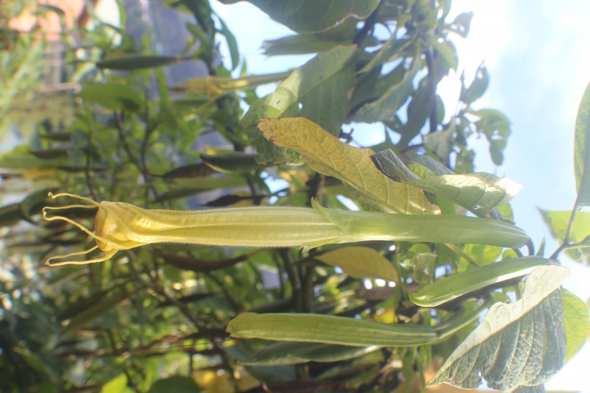 Brugmansia suaveolens (Humb. & Bonpl. ex Willd.) Sweet